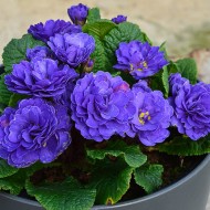 Примула Primula Balerina Ocean Blue